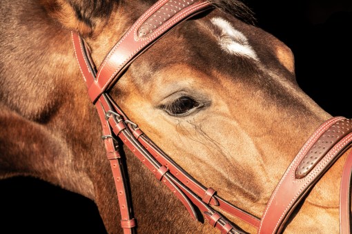 Designer two Tone soft leather bridle